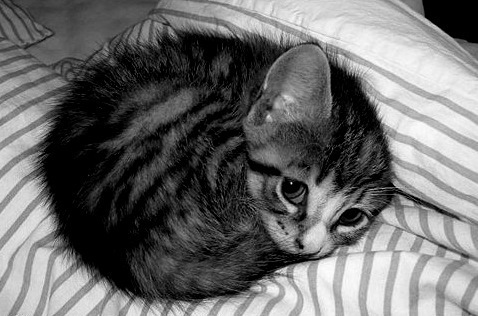 tumblr_lkotl7zfdt1qbnu3jo1_500-5