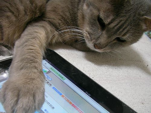 cat-ipad