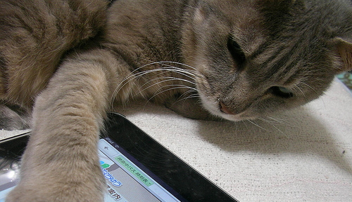 cat-ipad-2