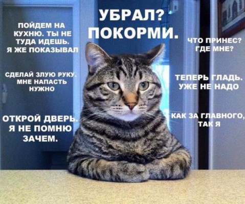 правила ухода за котом