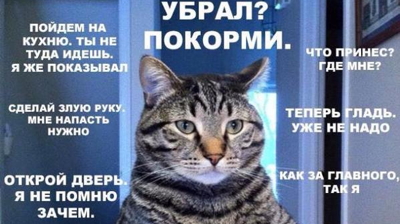 правила обращения с котом
