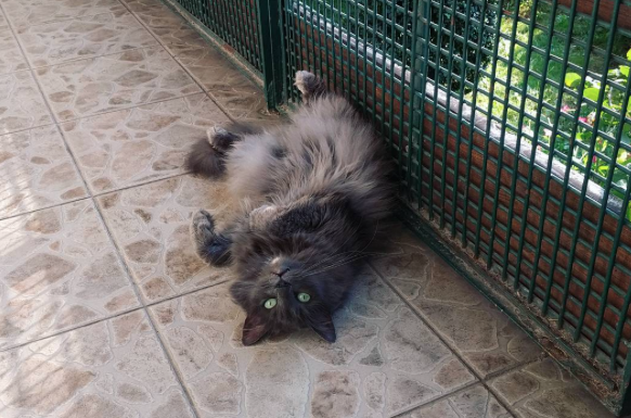 кошка