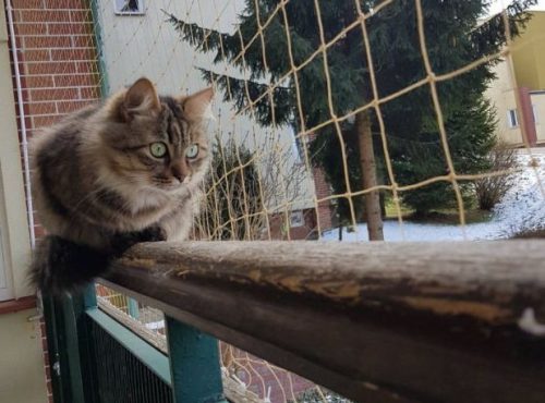 кот гуляет на балконе