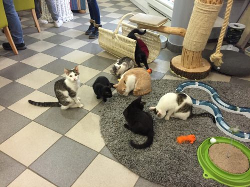 кафе с котами