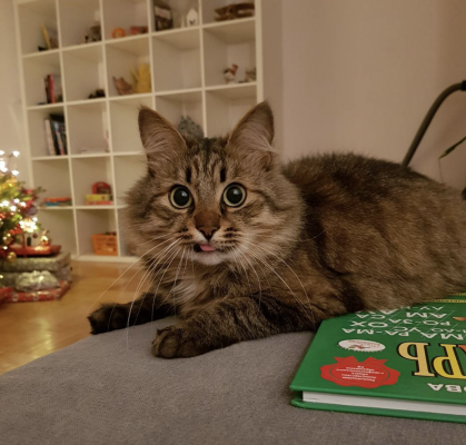 кот коксик