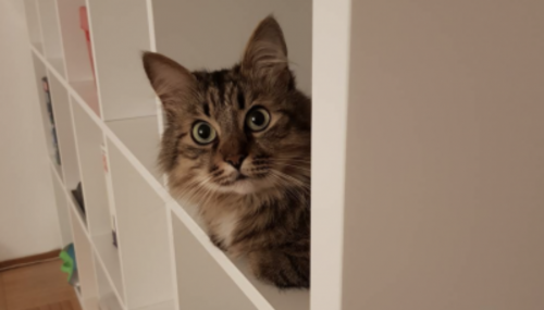 кот