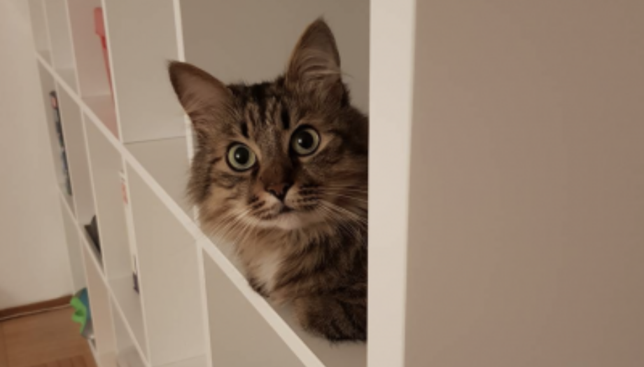 кот