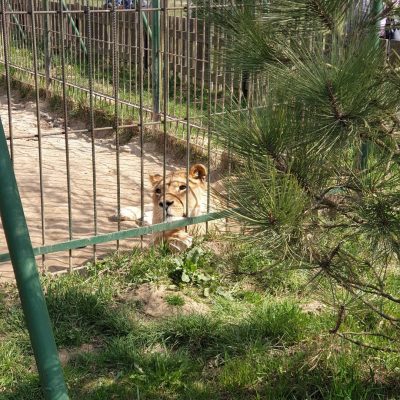 Zoo Wojciechów - частный зоопарк в 20 км от Люблина