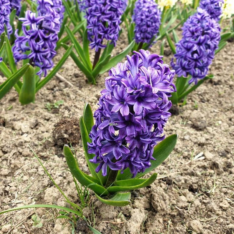 гиацинт
