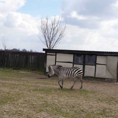 Zoo Wojciechów - частный зоопарк в 20 км от Люблина