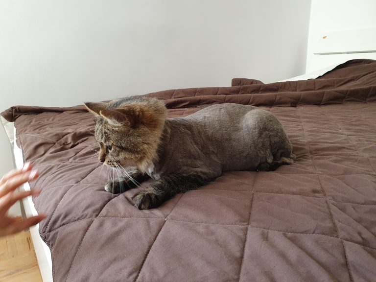 бритый кот