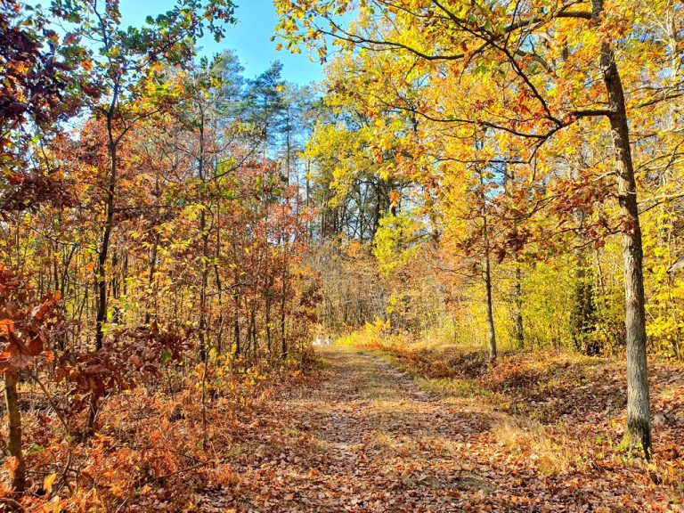 Kozłowiecki Park Krajobrazowy - природный заповедник недалеко от Люблина