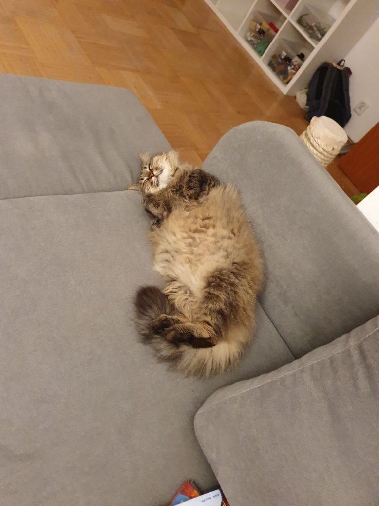 Корсик самый красивый котик