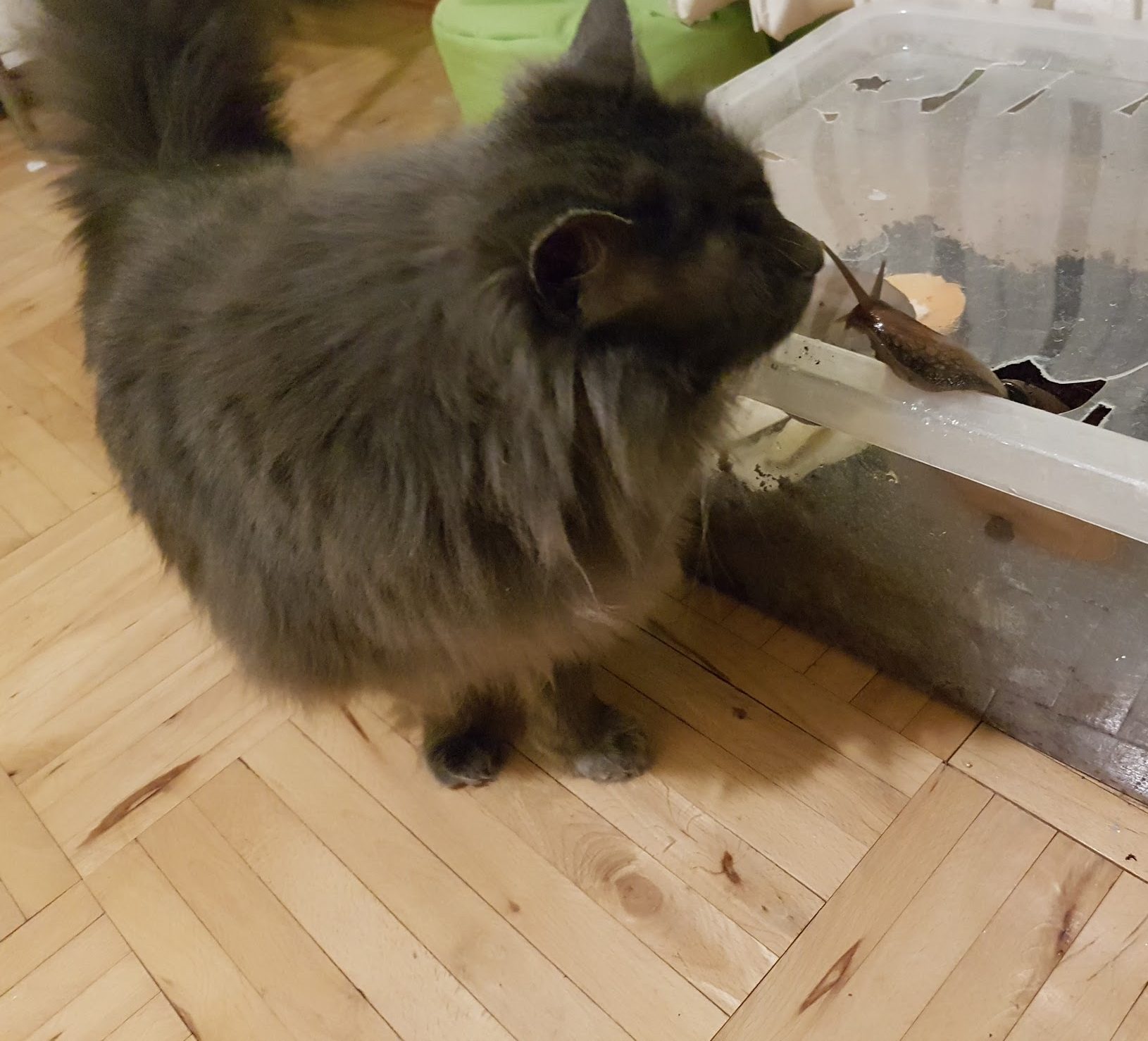 коты и улитки