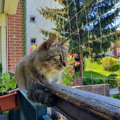 Корсик гуляет на балконе котик милый
