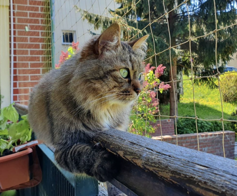 кот на балконе защитная сетка
