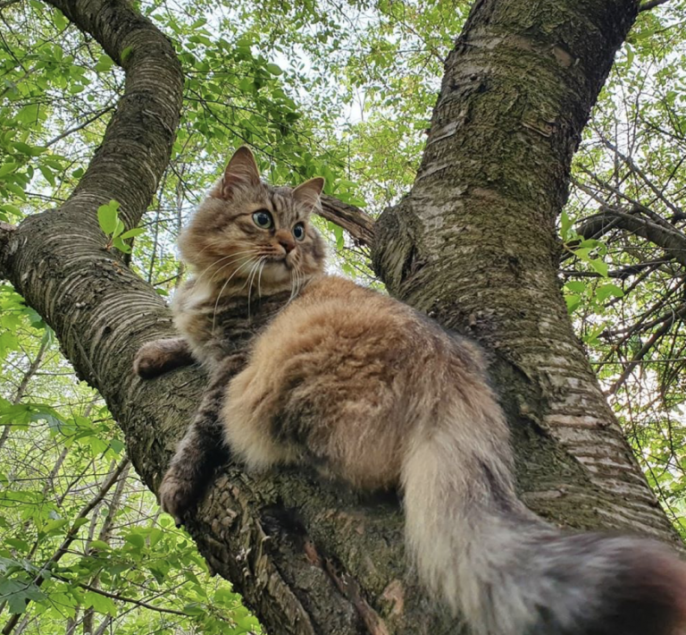 кот на прогулке на поводке