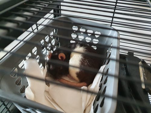 домашние крысы