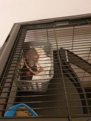 домашние крысы