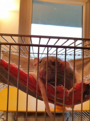 милая домашняя крыса