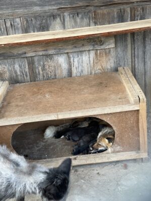 семья лис с новорожденными лисятами