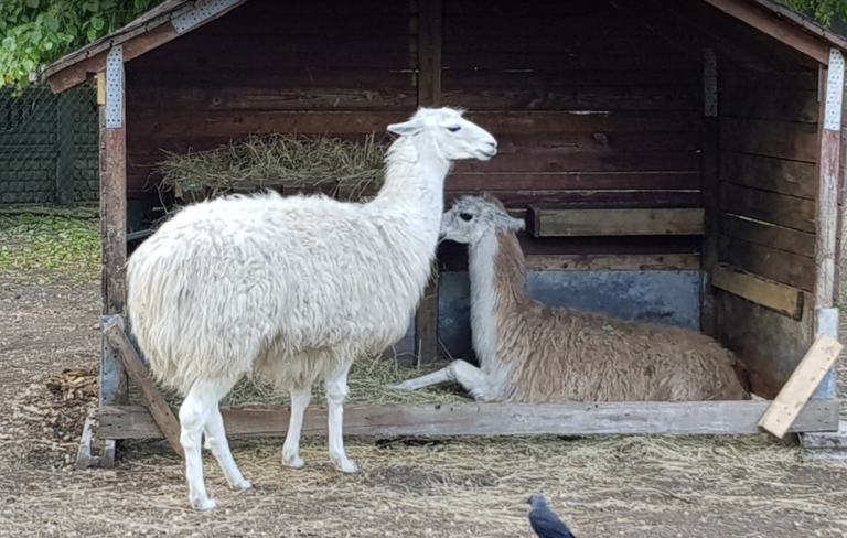 Mini Zoo в Люблине