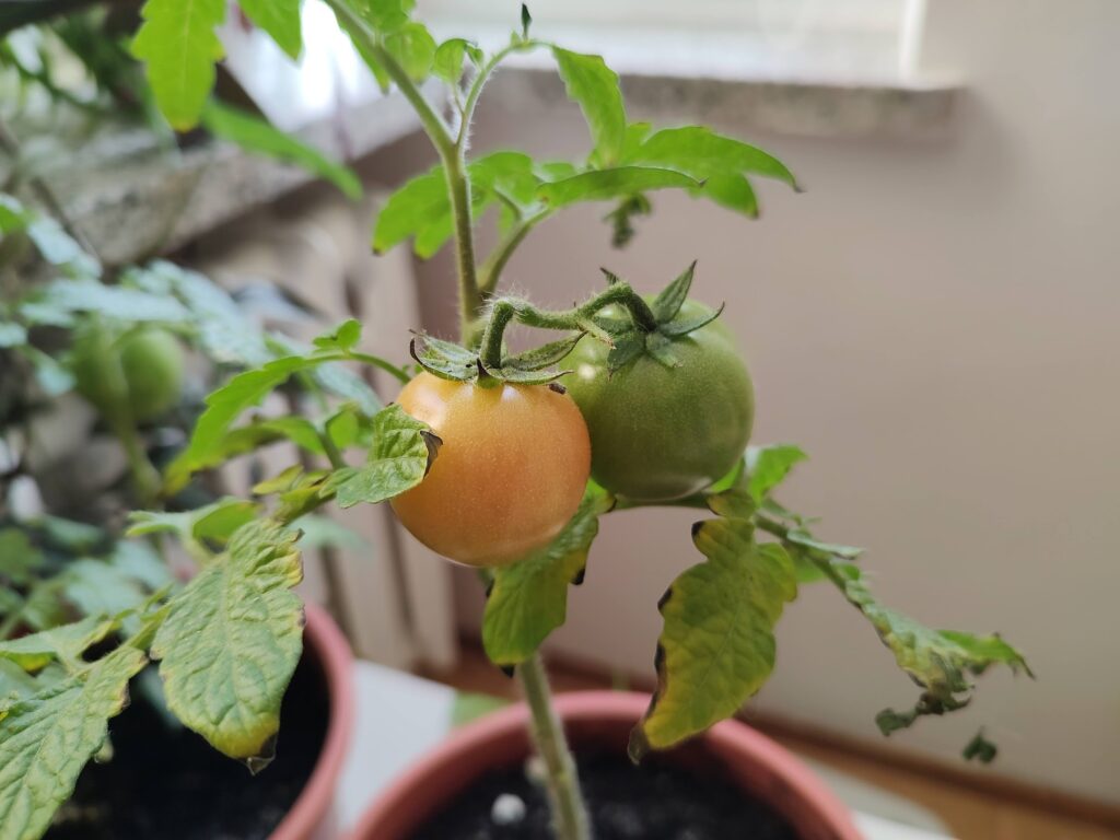 помидоры в квартире