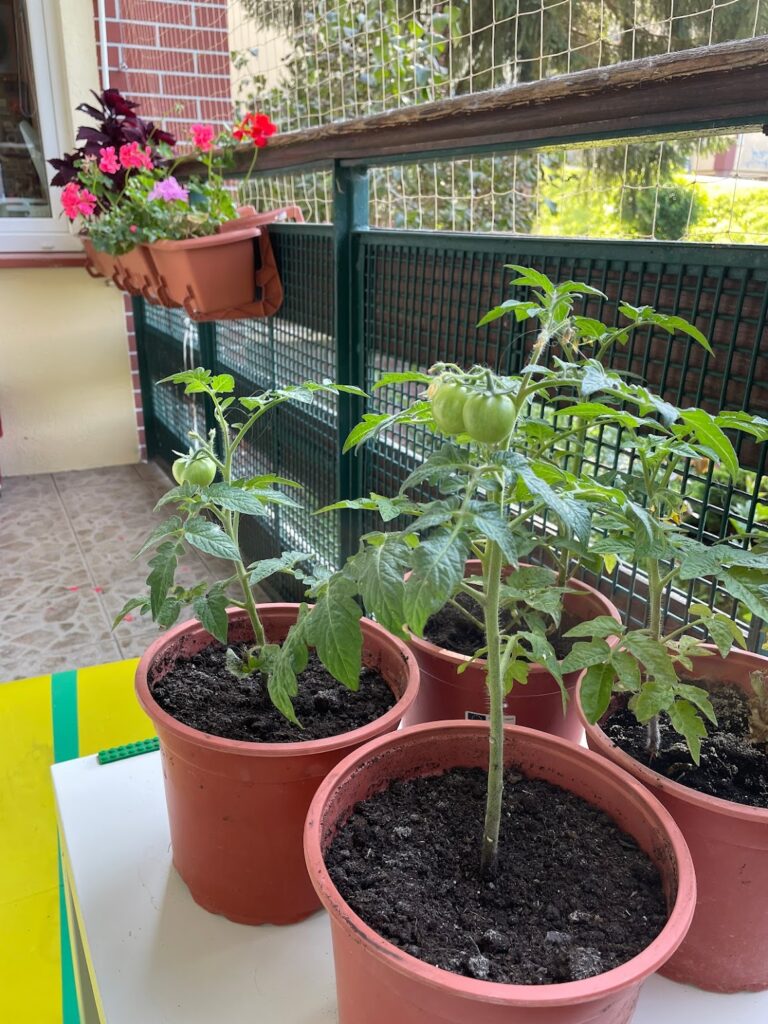 помидоры на балконе