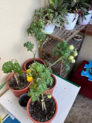помидоры на балконе