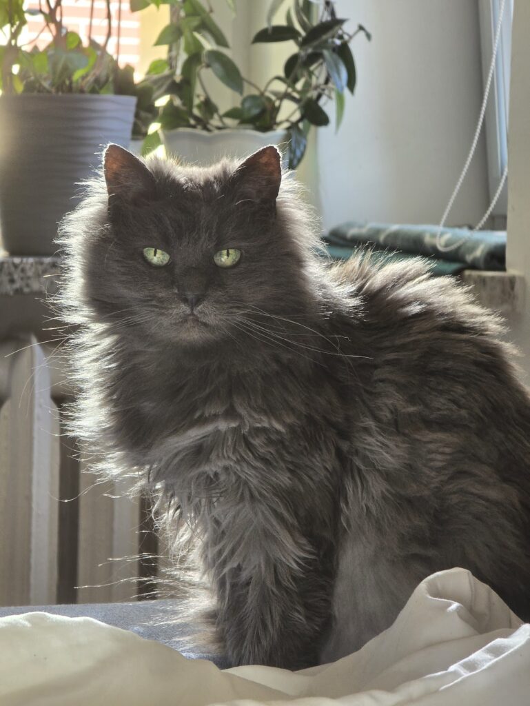 Пенни кошка